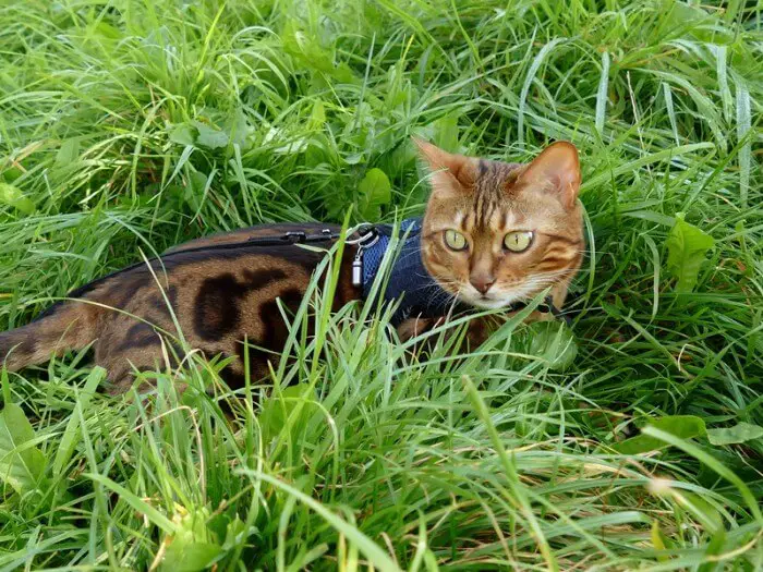 tuxedo cat harness