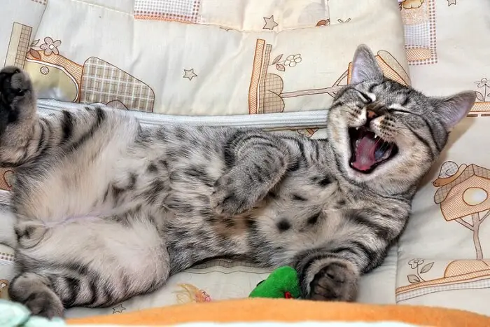 cat laughing at jokes