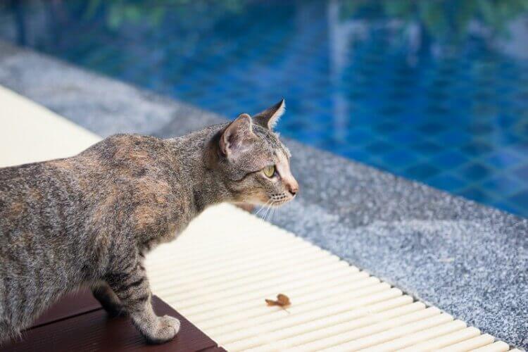 cat looking out over a swimming pool