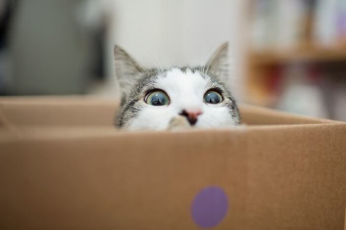 cat peeping out of box