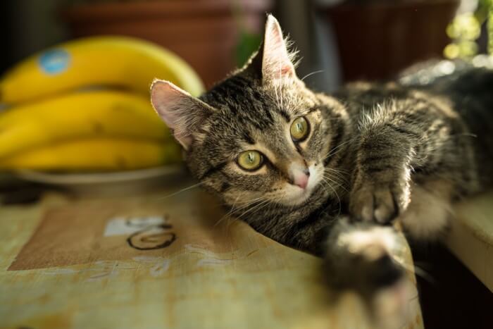 can cats eat bananas