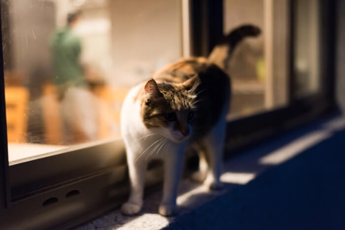 cat at night