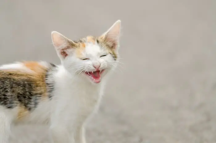 kitten laughing at a good cat joke