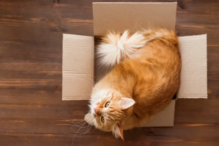 ginger cat in small box