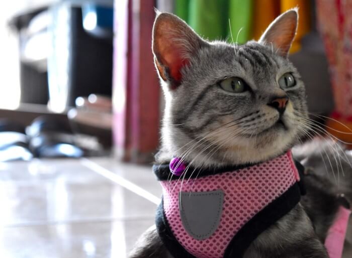 pink cat harness