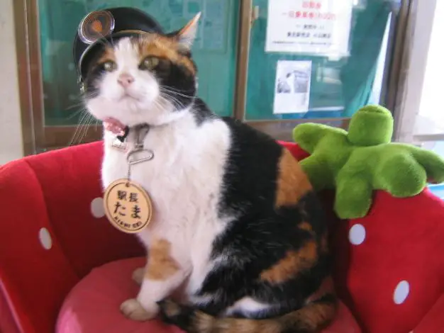 tama-the-japanese-rail-cat