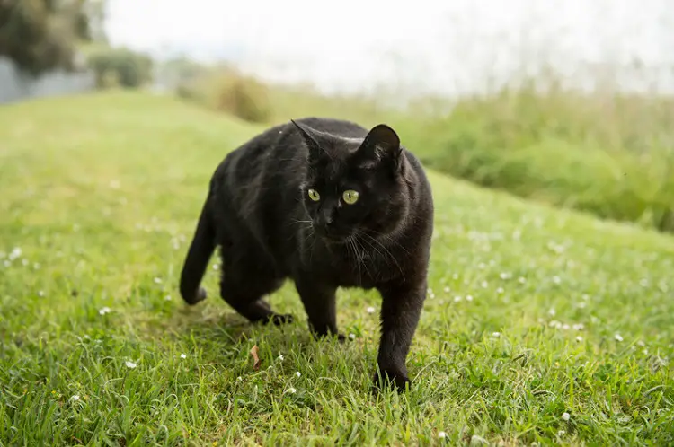 black cat on the prowl
