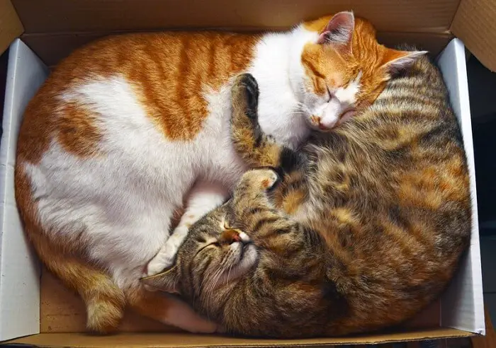 two cats sleeping in a box