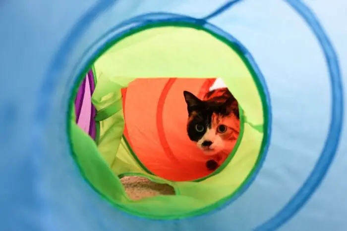 calico cat in play tunnel
