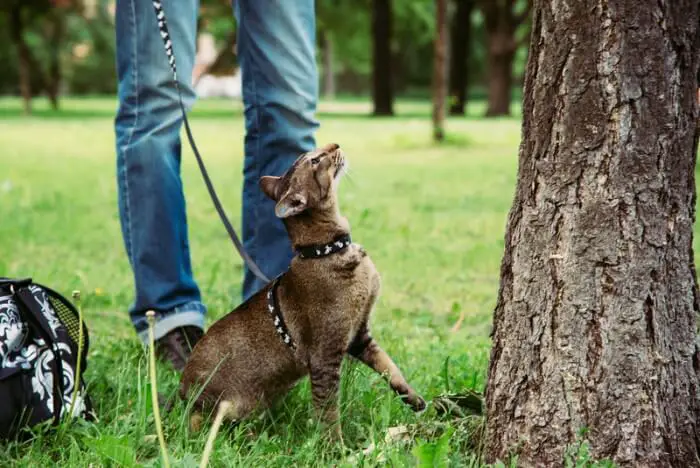 can you walk a cat on a lead