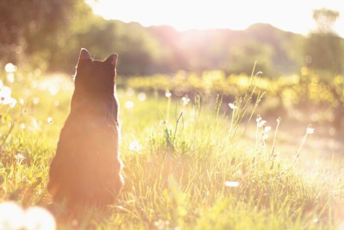 sun exposure can contribute to feline dandruff