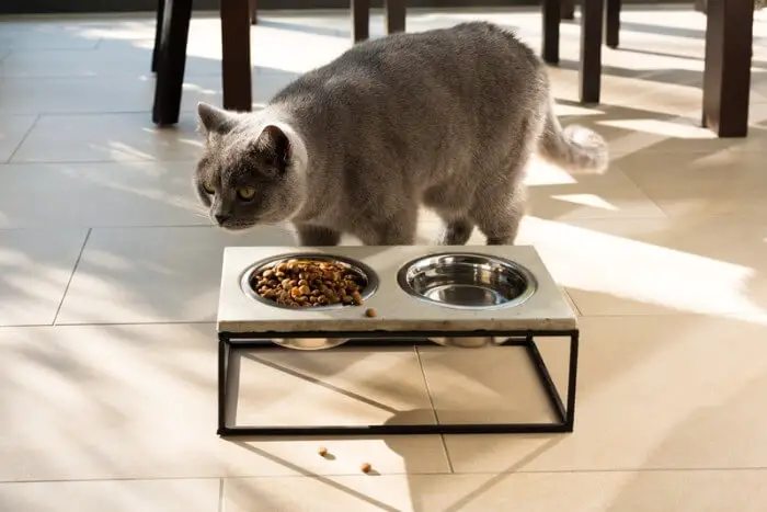 cat ignoring its food due to hot weather