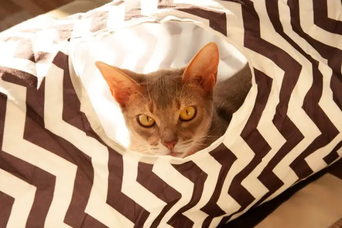 cat peeking out of tunnel