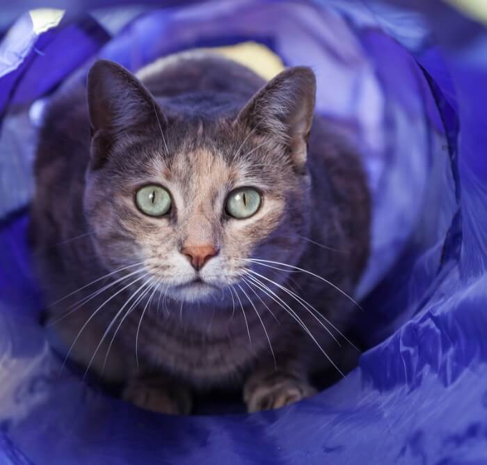 cat sitting in blue cat tunnel