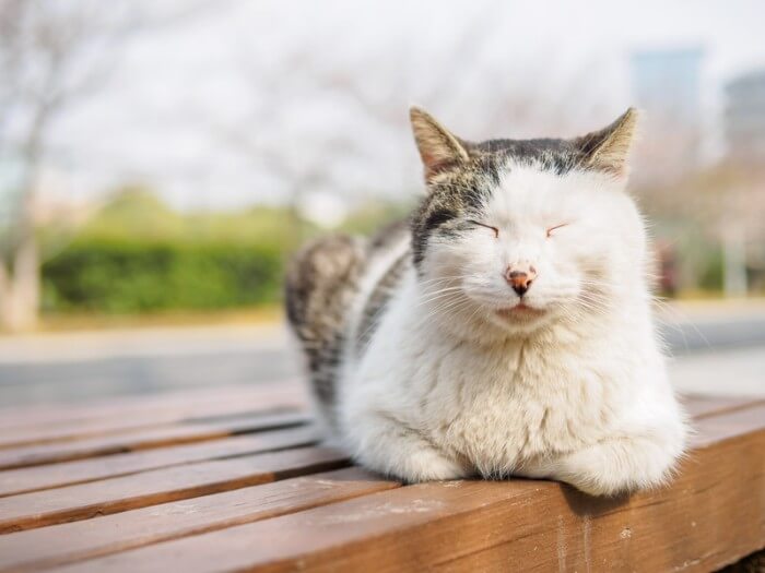 cat sleeping in park in sun