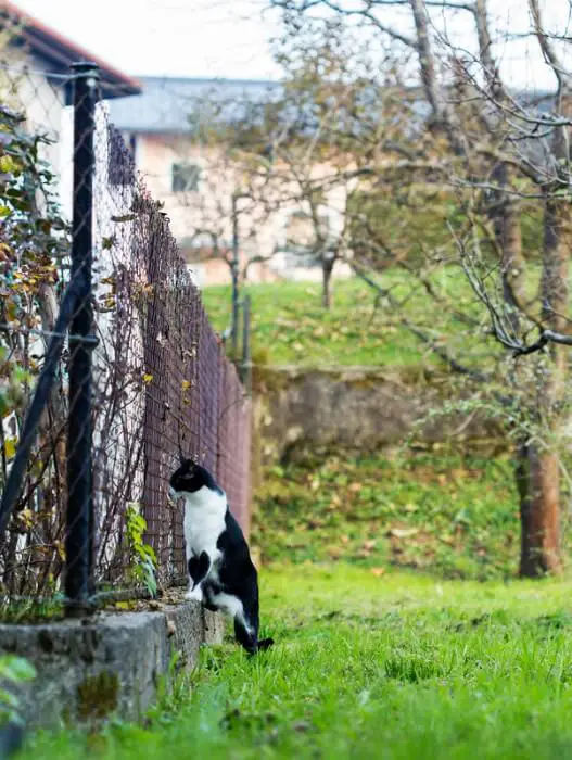 neighbours cat looking through