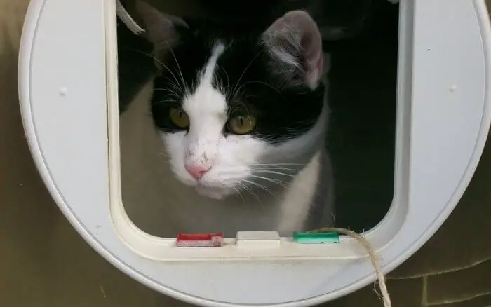 neighbours cat trying to get through cat flap
