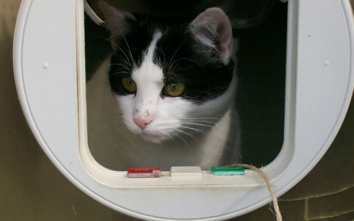 neighbours cat trying to get through cat flap