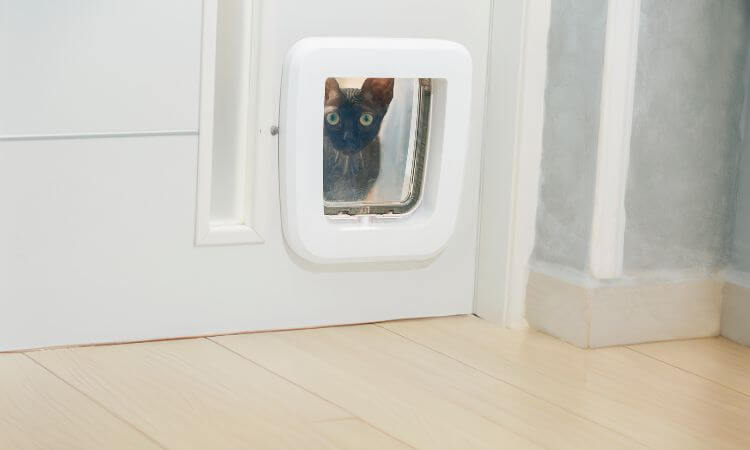 stop cats coming through your catflap