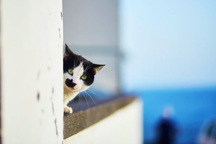 black and white stray cat looking for food