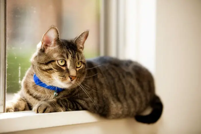 cat with blue cat collar