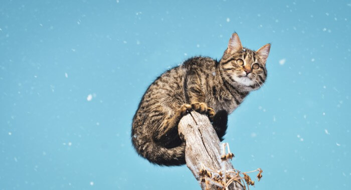 complete guide to tabby cats