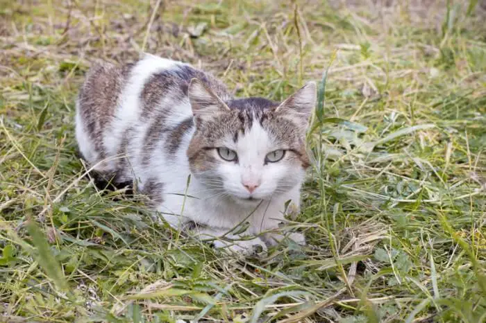 a spotted tabby