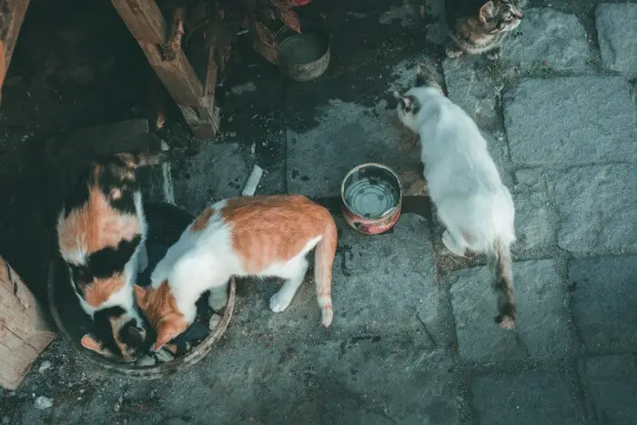 stray cats eating