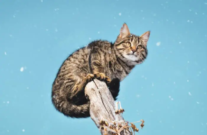 the guide to tabby cats