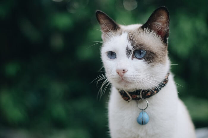 white cat with collar