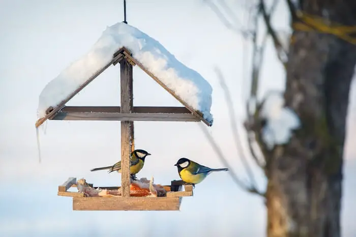 birds on winter feeder