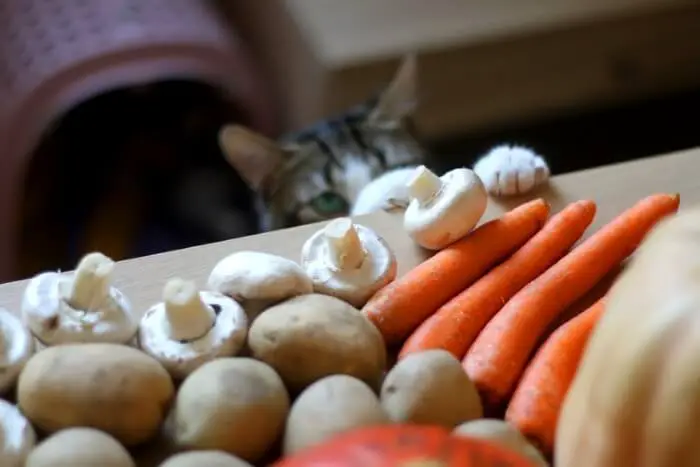  pisicile pot mânca morcovi?
