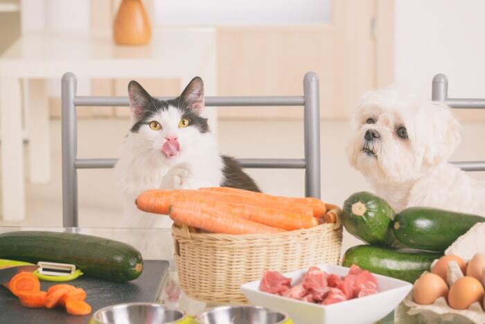 테이블에 야채를 곁들인 고양이와 개
