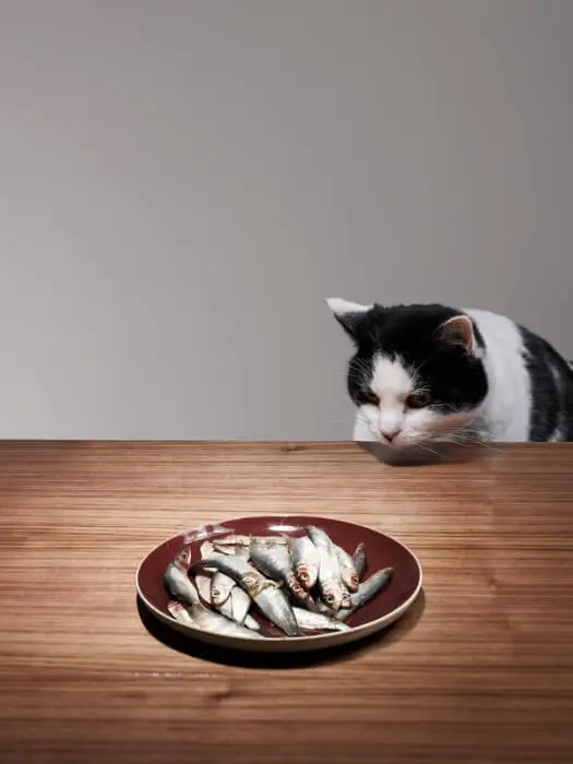cat looking at fish on plate