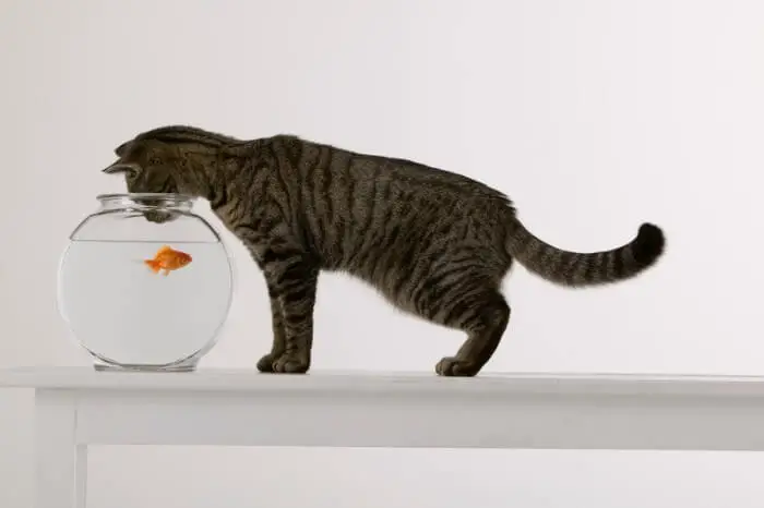 cat looking at goldfish in bowl