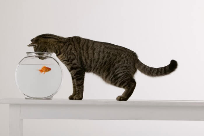 cat looking at goldfish in bowl