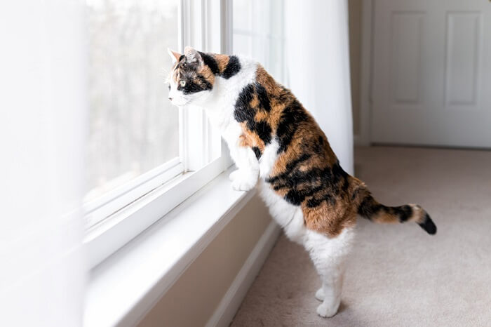 cat looking out of the window at a bird