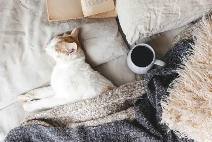 cat in human bed with a cup of coffee