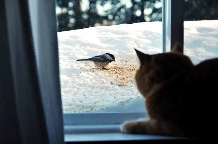 how to stop cats chasing birds