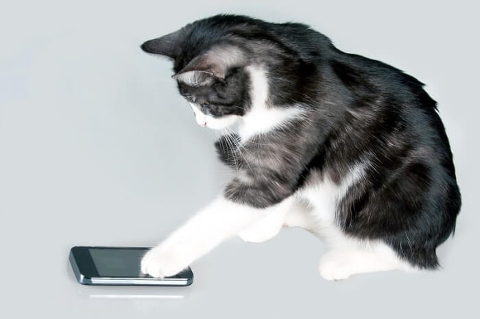 the best apps for cats