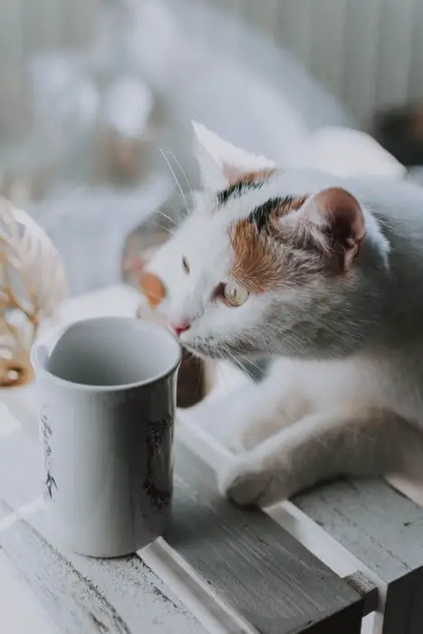 cat sniffing a cup of tea