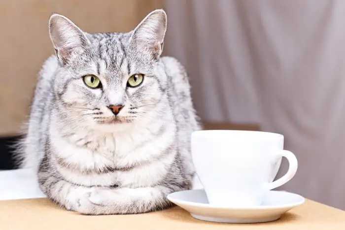 white cat next to a mug of tea