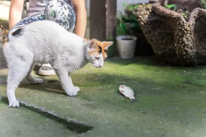 cats love fish