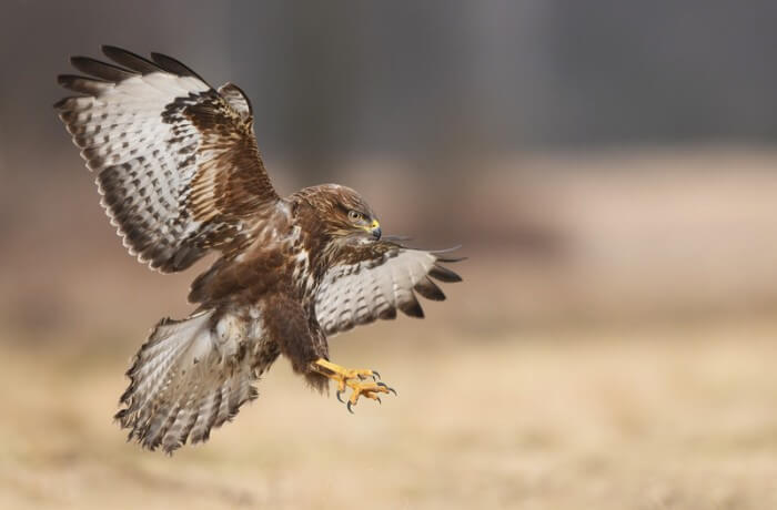 a buzzard