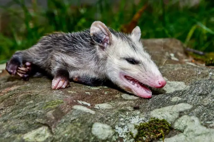 a possum playing dead