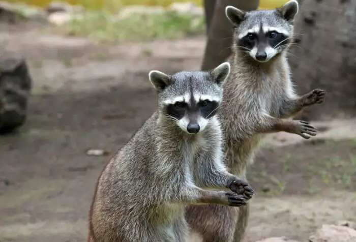 two raccoons