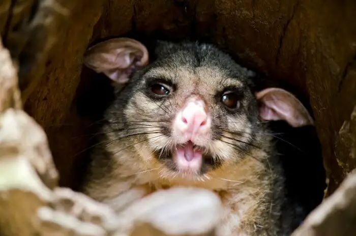 a ring tailed possum