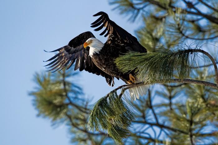 an eagle taking off from a tree