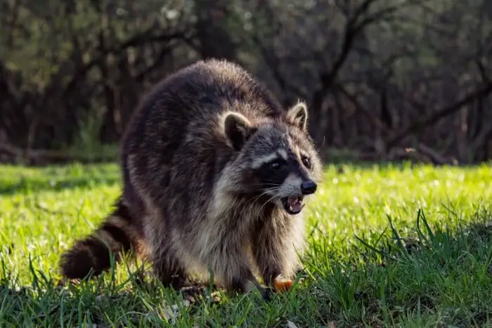 angry raccoon