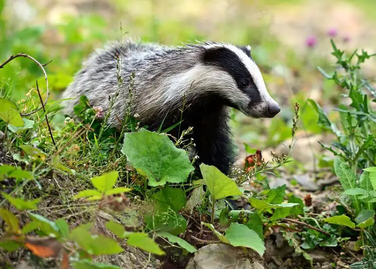 a badger